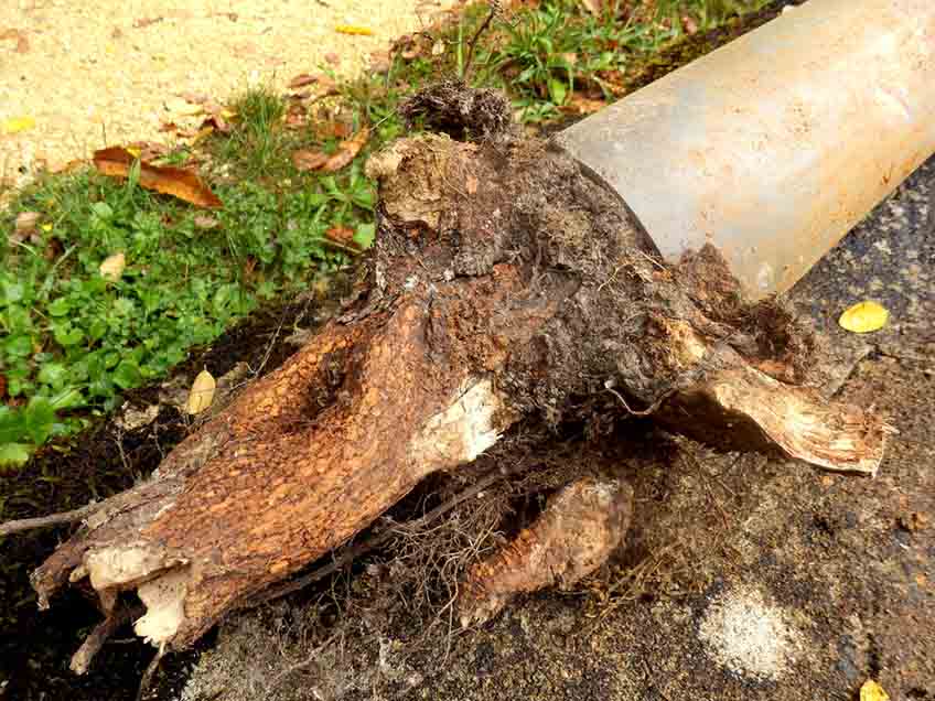 root intrusion in sewer lines
