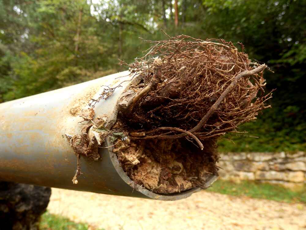 Tree Roots Invading PVC Pipes