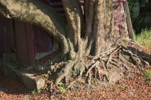 tree roots near a house